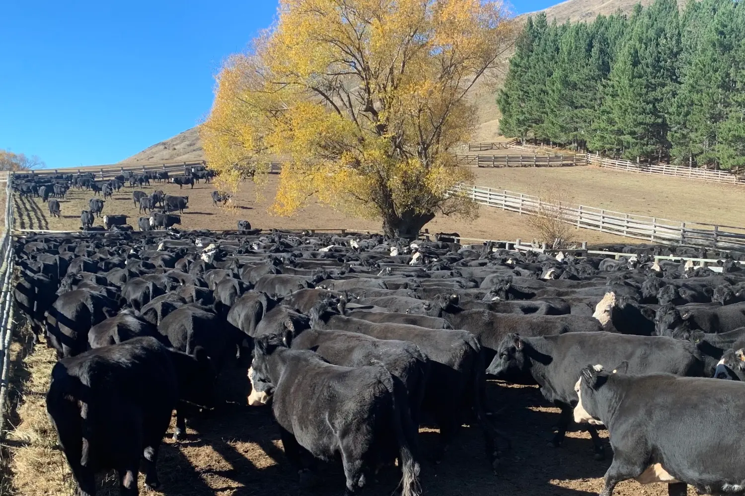 cattle