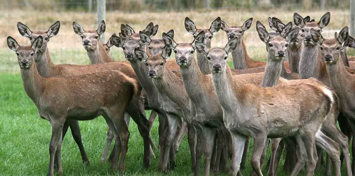 deer